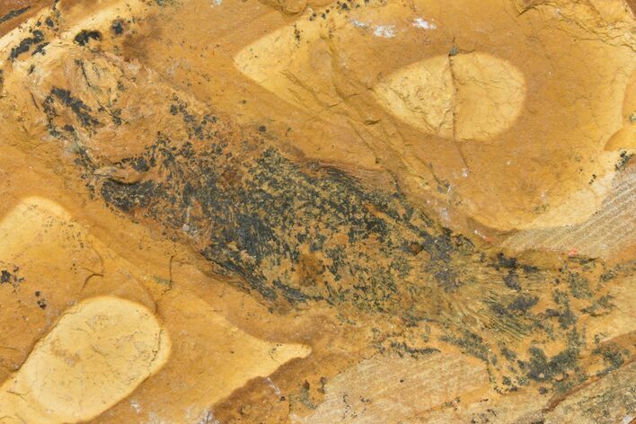 Fossil Fish (Leptolepis) - New South Wales, Australia #162479